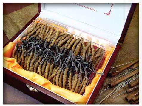 龙泉驿冬虫夏草回收